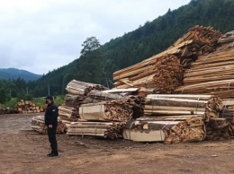 Распродавали заповедные леса: под Черновцами арестовали злоумышленников