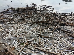 Экологическая катастрофа: одесские экологи обеспокоены массовым мором рыбы