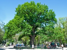 В Детском парке Симферополя оздоровят дуб-богатырь