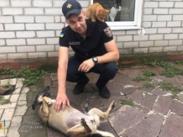 Спасатели Днепропетровской области провели акцию поддержки бездомных животных (ФОТО)
