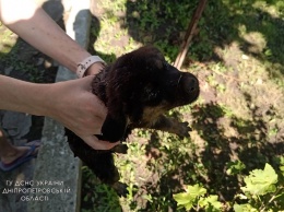 В Днепре два щенка провалились в выгребную яму: пришлось вызывать спасателей
