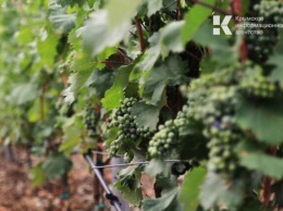 В Крыму не ожидается падение урожая винограда