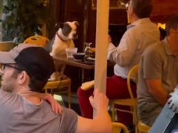Пес поужинал в ресторане на Манхэттене и прославился