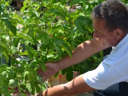Экзотические фрукты растут в саду у жителя Горностаевки