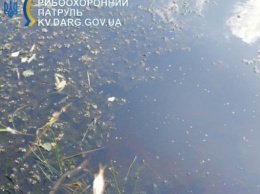 Замор рыбы в реке Ирпень: специалисты опубликовали результаты гидрохимического исследования