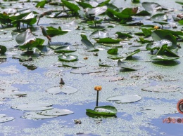 Не кувшинки, а кубышки: в Днепре зацвели редкие водяные растения