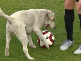 В Шотландии пес-вратарь спас футбольную команду от гола