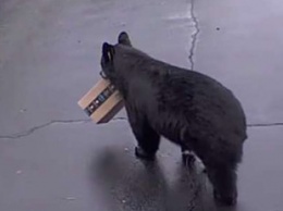 В США медведь украл посылку Amazon просто с крыльца дома