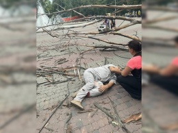 В Днепре на мужчину упало дерево: у него сломаны ноги