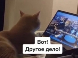 Сидящий за ноутбуком кот стал звездой соцсетей