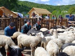 Аграриям начислили дотацию на коз и овец