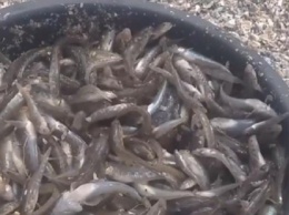 На Херсонщине массовый мор рыбы - местные жители собирают ее лопатами