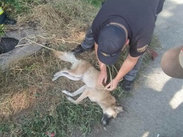 В Кривом Роге спасатели вытащили собаку из коллекторного люка