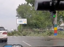 На Салтовке на дорогу рухнуло дерево (видео)