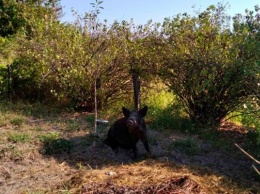 На Херсонщине приусадебные участки дачников «оккупировали» дикие свиньи