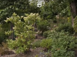 Сад вместо грязи: на Вырлице жительница дома высадила во дворе оранжерею