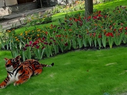 С тигром и цветами: в Харькове выбрали лучший двор