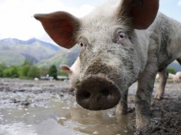 Карантин в национальном парке: под Харьковом выявили африканскую чуму свиней