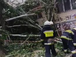 Не повезло: в Днепре рухнувшее дерево разбило окна в квартирах