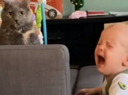 Кот отказался играть с малышом и вызвал у него истерику