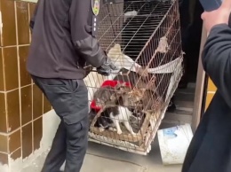 Почти 70 собак и котов удерживала женщина в квартире под Киевом (ФОТО, ВИДЕО)