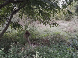 В Днепре на Северном живодеры повесели собаку на дереве