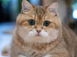 Хвостатые звезды: названы самые популярные коты в Instagram
