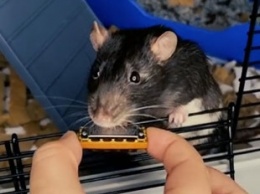Курьез: Крыса из Нидерландов сыграла на мини-гармошке и прославилась в соцсетях