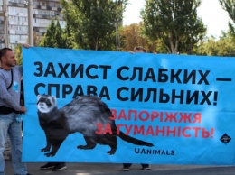 За права животных: в Запорожье прошла зоозащитная акция