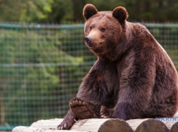 На Хмельнитчине пять цирковых медведей передали в реабилитационный центр «Арден»
