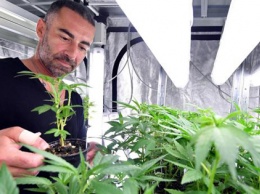 Итальянцам разрешат выращивать коноплю дома