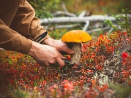 Как уберечь себя: в Запорожской области 10 человек отравились грибами