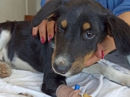 В Никополе собакам грозит собачья смерть: как уберечь питомца от клещей