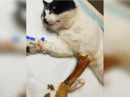 В Днепре спасают кота, над которым издевались: он выпал из окна