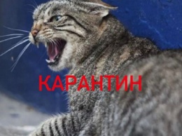 В Белой Церкви на Киевщине из-за бешенства у кошки объявлен карантин
