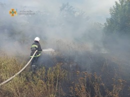 Горят леса на Херсонщине - 4 пожара за сутки