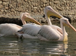 С водопадом: в Харьковском зоопарке открыли новую локацию для пеликанов и бакланов