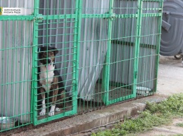 В Херсоне продолжается работа по стерилизации бездомных собак