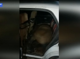 Мужчина украл лошадь и повез в салоне «Жигулей» (видео)