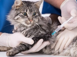 В Мариуполе вакцинируют животных