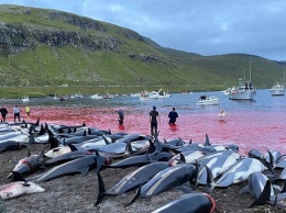 Кровавая вода: на Фарерских островах за ночь убили 1500 дельфинов