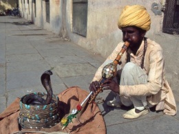 В Индии заклинатели змей грабили людей с помощью кобр