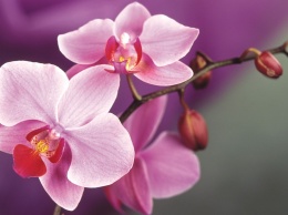 Почему у орхидеи желтеют листья