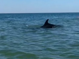 Море в сентябре прекрасно - на херсонском курорте дельфины порезвились вместе с отдыхающими