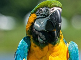 В Аргентине попугай помог раскрыть убийство своей хозяйки