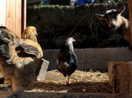 Не бросили в беде: петух и козел отбили курицу у хищника