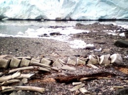 Возраст обнаруженного в Антарктиде скелета кита установили украинские ученые