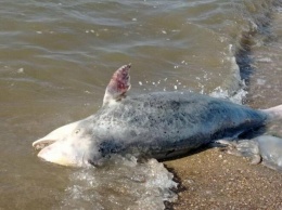 В Левобережном районе на побережье выбросило мертвого дельфина, - ФОТО, ВИДЕО