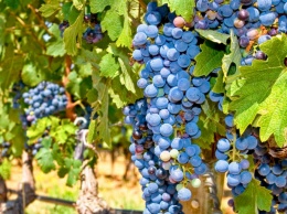 Нехороший год. Урожай винограда в Одесской и Николаевской областях будет в 5-6 раз меньше прошлогоднего