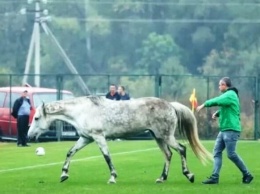Видеофакт: отборочный матч Дефлимпийских игр Украина - Италия остановили из-за собак и коня